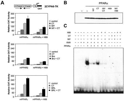 PKA Inhibitors Can Repress PPAR Activity A, mPPARα, -β, and -γ were tested for their ability to respond to CT in HEK-293 cells using 200 ng of 2CYPA6-TK-CAT reporter construct and 100 ng of pSG5-PPAR expression vectors. After lipofection, 10μ m H89 was added to the medium 1 h before ligands. Cells were grown for 36 h in the presence of 1 μm WY 14,643 (WY), 50 μm Bromopalmitate (Bro), and 5μ m BRL 49,653 (BRL), with 1 μg/ml CT when indicated. Results are shown as the mean ± sd (n = 6) of CAT activity after normalization for β-galactosidase activity. B, WCE (30 μg) from transfected cells were loaded on SDS-PAGE and probed by Western blot using mPPARα antibody. The first lane corresponds to HEK-293 cells transfected with the empty pSG5 vector, and the remaining lanes correspond to 293 cells transfected with pSG5-mPPARα vector and treated or not (−) with WY, CT, or H89 under the same conditions as in panel A. C, Five micrograms of the same WCE were used in gel shift assays using the ACoA probe.