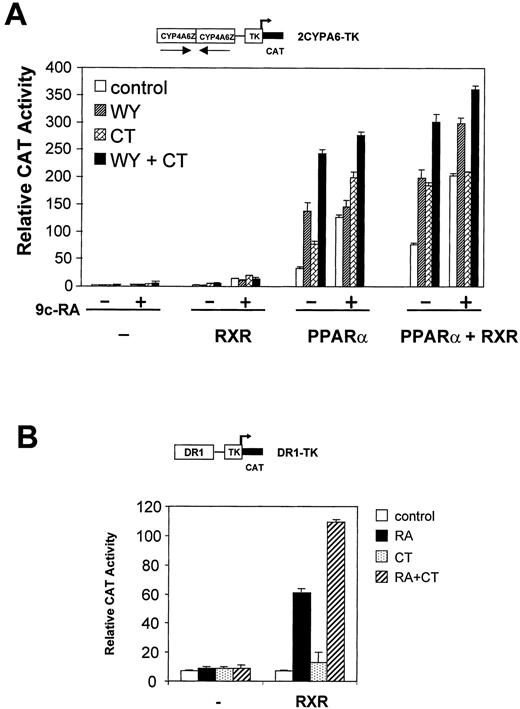RXR Modulates PPAR Activity in the Presence of PKA Activators A, One hundred nanograms of pSG5, pSG5-mPPARα, and pSG5-mRXRβ2 expression vectors per well in combination or alone were cotransfected in HEK-293 cells with 200 ng of 2CYPA6-TK-CAT reporter construct. After lipofection, cells were grown for 36 h with or without 1μ m WY 14,643 (WY), and 1 μm 9-cis retinoic acid (RA), with 1 μg/ml CT when indicated. Results are shown as the mean ± sd (n= 6) of CAT activity after normalization for β-galactosidase activity. B, One hundred nanograms of pSG5 or pSG5-mRXRβ2 expression vectors were cotransfected in HEK-293 cells with 200 ng of DR1-TK-CAT reporter construct per well. After lipofection, cells were grown for 36 h with or without 1 μm 9-cis-retinoic acid (RA) and 1 μg/ml CT when indicated. Results are shown as the mean ± sd (n= 6) of CAT activity after normalization for β-galactosidase activity.