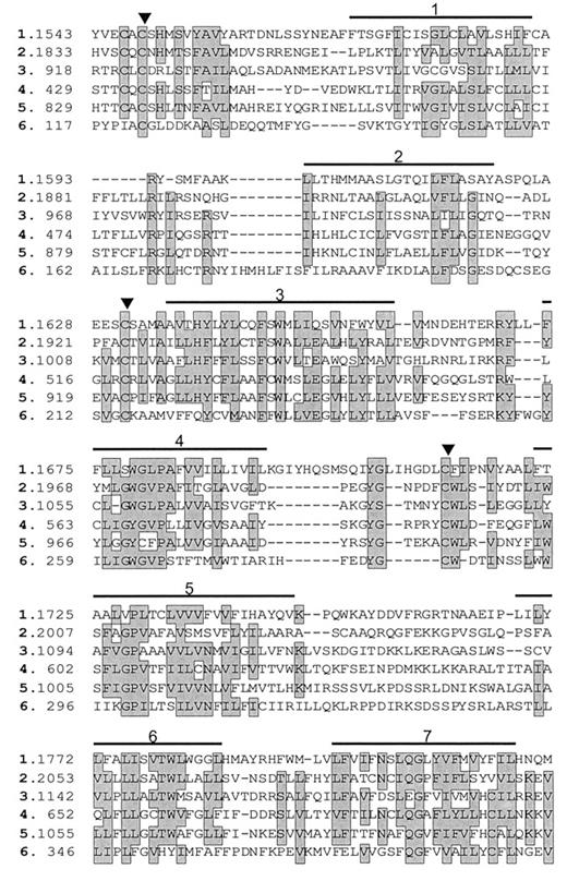 VLGR1预测氨基酸序列与七跨膜结构域编码区其他几个GPCR的比对。比对中的受体为：1，VLGR1；2，人类受体“类似于D.melanogaster钙粘蛋白相关肿瘤抑制因子”（GenBank基因座1665821）；3，latrophilin（16）；4、CD97（18）；5、BAI1（脑血管生成抑制剂-1）（41）；6，人类血管活性肠肽受体（28）。将与六种蛋白质中至少四种一致的位置相同或高度相似（公认的相似性为L/V/I、S/T、F/Y和K/R）的位置装箱。对每行上每个蛋白质片段的起始残基进行编号；这些线代表连续的路线。VLGR1的跨膜域用编号的粗体水平线表示；其他蛋白质的假定跨膜结构域位置相似，但不一定相同。三个可能参与巯基桥的完全保守的半胱氨酸残基用三角形标记。