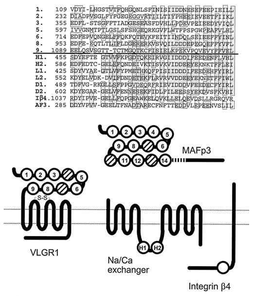 VLGR1重复结构域顶部的氨基酸相似性，VLGR1部分相互对齐，以及（粗线以下）与其他蛋白质片段对齐。将与至少六个序列一致的相同或高度相似的残留物（如图8所示）装箱。对每个片段的起始氨基酸残基进行编号；注意，VLGR1的连续片段之间的距离约为121个残数或其倍数（粗体数字表示每个片段的初始残数除以121的位置）。Na+/Ca2+交换器中的细胞质结构域来自人类（H1，H2）、鱿鱼（Loligo乳白色，L1，L2）和果蝇（D.melanogaster，D1，D2）；注意，每对片段之间的距离平均为125个残基。Iβ4表示整合素β4的部分细胞质结构域。AF3表示增殖小球藻MAFp3C聚集因子14个重复片段中的第二个片段；该蛋白重复单元之间的平均距离为117个残基。成对对齐可以延伸到图示区域以外，但出于清晰的原因，未显示。底部，VLGR1、Na+/Ca2+交换器、整合素β4和MAFp3C聚集因子的示意图。前三种是跨膜蛋白，细胞膜用一对细线表示；单元格的外部朝向顶部。粗线条代表多肽链；它们不是按比例绘制的。VLGR1和Na+/Ca2+交换器的蛇形部分代表跨膜结构域。MAFp3C是一种经历蛋白水解裂解的细胞外蛋白（用折线表示）。在图的顶部对齐的重复单位用编号的圆圈表示。尽管保留了120个残基间距，但VLGR1中的重复项4和7无法与其他重复项对齐；MAFp3C的重复序列7、10和13也是如此。在VLGR1示意图中，S-S表示图5所示的保守半胱氨酸之间形成的推定巯基键。