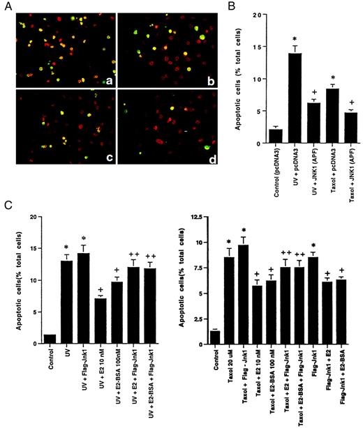 A, Apoptosis of pcDNA3-Transfected MCF-7 Cells in Response to UV (a) or Taxol (b) Is Substantially Greater Than That in Cells Transfected with Dominant-Negative Jnk-1 (pcDNA3 Flag-Jnk-1 APF), Then Exposed to UV (c) or Taxol (d) MCF-7 cells were transfected with dominant-negative (dom-neg) Jnk-1, recovered, then subjected to UV or taxol. B, Quantitation of three apoptosis experiments is shown in the bar graph. Control apoptosis (pcDNA3 transfected, but not subjected to UV or taxol) was 2% and is not shown. *, P < 0.05 for UV or taxol vs. UV or taxol plus dom-neg Jnk-1. C, Expression of constituitively active Jnk-1 (Flag-Jnk-1) reverses the E2 or E2-BSA inhibition of UV (left)- or taxol (right)-induced apoptosis. Data are from three experiments combined. *, P < 0.05 for UV or taxol vs. UV or taxol plus E2 or E2-BSA; +, P <0.05 for UV or taxol plus E2 or E2-BSA vs. the former in the presence of active Jnk-1
