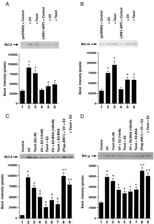 A, UV or Taxol Induces the Increased Phosphorylation of Bcl-2 and Bcl-xl Proteins in a JNK-Dependent Fashion after 15-Min Incubation JNK1-APF, Dominant-negative (dom-neg) Jnk-1. A representative study is shown, repeated three times to constitute the bar graph. *, P < 0.05 for control vs. UV or taxol; +, P < 0.05 for UV or taxol vs. UV or taxol plus dom-neg Jnk-1. B, UV or taxol induces the increased phosphorylation of Bcl-xl protein in a JNK-dependent manner. A representative study from three experiments is shown. C, E2 or E2-BSA inhibits UV- or taxol-induced phosphorylation of Bcl-2 (left) and Bcl-xl (right), which is reversed by expressing active Jnk-1 (Flag-JNK-1).