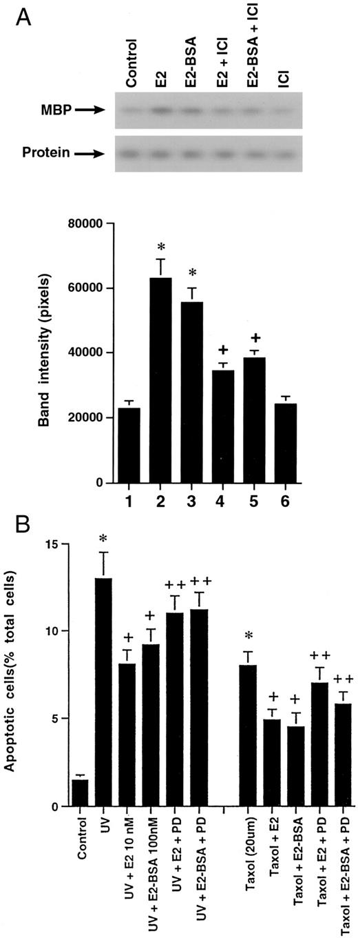 A, E2 and E2-BSA Stimulate ERK Activity MCF-7 cells were incubated with the steroids for 10 min, ERK activity was immunoprecipitated from cell lysate, and activity was determined against myelin basic protein (MBP). A representative study is shown, repeated two additional times. B, Bar graph of three experiments combined delineating the effects of the MEK inhibitor, PD 98059, to partially reverse the ability of E2 or E2-BSA to prevent apoptosis. Data are the mean ± se from three experiments. *, P < 0.05 for control vs. UV or taxol; +, P < 0.05 is UV or taxol vs. either treatment plus E2 or E2-BSA; ++, P < 0.05 is UV or taxol plus E2 or E2-BSA vs. the former plus PD 98059.