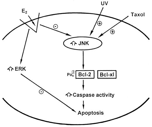Schema of E2 Acting through the Plasma Membrane ER to Signal to Antiapoptosis