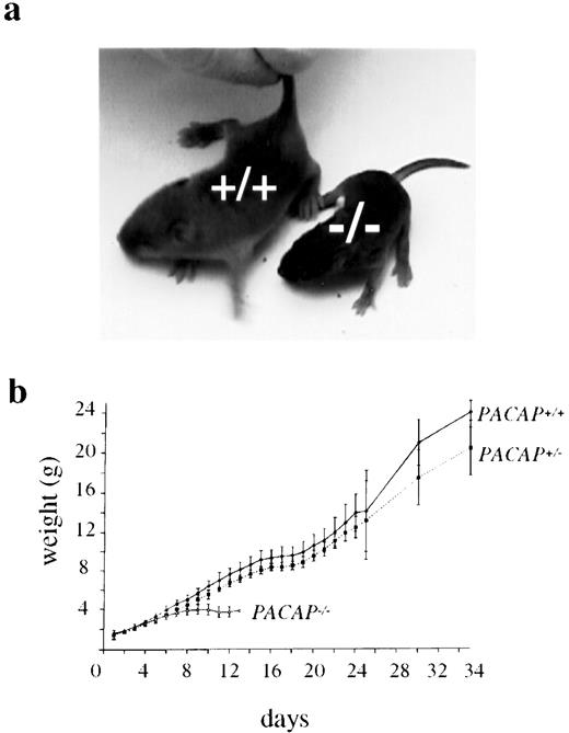 Weight Differences Among Genotypes a, Difference between PACAP+/+ and wasted PACAP−/− littermates at postnatal day 10. b, Mean weights of PACAP+/+ (n = 3), PACAP+/− (n = 11), and PACAP−/− (n = 9) mice from two litters.