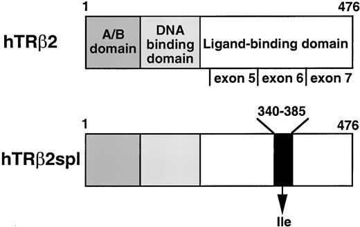 Structure of TRβ2 and Location of the Deletion of TRβ2spl Receptor domains and the three exons encoding the ligand-binding domain of TRβ2 are indicated. TRβ2spl has a deletion from amino acids 340 to 385 substituted by an isoleucine in the ligand-binding domain. Note that exons 5, 6, and 7 of TRβ2 are the same as exons 8, 9, and 10 of TRβ1; amino acids 340–385 of TRβ2 are the same as amino acids 325–340 of TRβ1.