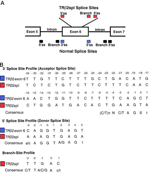 Analysis of Splice Sites A, Splice sites used for TRβ2spl (red) and normal splice sites (blue and black) are depicted. B, 3′-ss, 5′-ss, and branch site of TRβ2spl were compared with naturally occurring splice sequences flanking exon 6 of TRβ2, and consensus sequences. The branch site of the deletion of TRβ2spl mRNA is located 48 bases upstream of the 3′-ss of the deletion. Underlined nucleotides are absolutely required for splicing. Capitalized nucleotides of the consensus splice sequences are important, whereas lower case nucleotides are less important. Note that TRβ2 exon 6 is the same as TRβ1 exon 9.