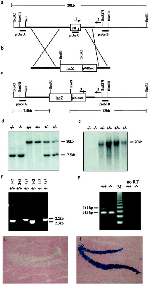 Targeted Disruption of the Murine sst5 Gene and Identification of sst5 KO Mice a, Structure of the WT mouse sst5 gene. b, Targeting vector. c, Predicted targeted gene structure. The targeting vector contains a neomycin resistance (PGKneo) gene and a lacZ gene that replace the murine sst5 exon. Probes A, B, and C show location of the primers used for Southern blot analysis. Arrows 1, 2, and 3 show location of the primers used for PCR analysis. Thick horizontal lines represent genomic sequences in targeting clone. Thin horizontal lines indicate genomic sequence outside of the targeting clone. White squares indicate coding regions. d, Southern blot analysis of EcoRI-digested genomic DNA isolated from mouse tails and hybridized with probe A. Two homozygous animals are shown that contain only the 7.5-kb fragment in the disrupted sst5 allele. Genotype is indicated above the lanes. e, Southern blot analysis of EcoRI-digested genomic DNA isolated from mouse tails and hybridized with probe C. No signal is detected in sst5 KO mice. Genotype is indicated above the lanes. f, PCR analysis of DNA isolated from WT and sst5 KO mice using primers 1 and 2 to identify the WT sst5 allele (2.2 kb) and primers 2 and 3 to identify the neomycin resistance gene (2.3 kb). Genotype and primer pairs are indicated above the lanes. g, RT-PCR analysis of RNA isolated from pancreas of WT and sst5 KO mice. Sense and antisense primers were used to identify the sst5 mRNA (see Materials and Methods). The sst5-specific product is 481 bp, and the 18S-specific product is 315 bp. Genotype is indicated above the lanes. M, DNA standard; +/+, WT sst5; +/−, heterozygous sst5; −/−, homozygous sst5 KO. h, Brain section from an adult 12-wk-old WT mouse. i, Brain section from an adult male 12-wk-old sst5 KO mouse. Staining in the granular layer of the dentate gyrus is visible in the sst5 KO mouse.
