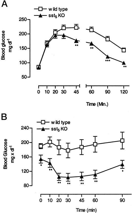 Changes in Insulin Sensitivity in WT and sst5 KO Mice Fed a High-Fat Diet A, IPGTT (2 g × kg−1 body weight) in overnight-fasted WT and sst5 KO mice. B, Intraperitoneal insulin tolerance test (0.3 U × kg−1 body weight) in 2-h-fasted WT and sst5 KO mice. Male WT and sst5 KO mice were fed a high-fat diet (36% wt/wt, 58.4% kcal %) ad libitum. IPGTT or ip insulin tolerance test were performed after 7 and 8 wk of high-fat diet administration, respectively (0800–1200 h). All data points represent the mean of six to eight animals (±sem) and are expressed as milligrams per decaliter. *, P < 0.05; **, P < 0.01; ***, P < 0.001.