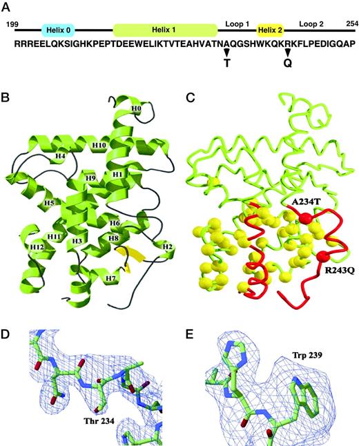 Mutant A234T and R243Q TRβ Receptor Crystal Structures A, Amino acid sequence of the N-terminal region of TRβ LBD is provided with secondary structure α-helices indicated above in colored rectangles. Location of both A234T and R243Q mutations are indicated with bold arrows. B, A ribbon drawing of the TRβ LBD is provided for the wild-type receptor with α-helices numbered from H1 to H12. C, Differences in the relative position of helix 1 through helix 3 region of TRβ LBD are shown for both A234T and R243Q mutants and are illustrated in red with the main chains depicted in yellow. The positions of both A234T and R243Q mutations are indicated. Views of the 2Fo-Fc σ electron density maps of the A234T (D) and R243Q (E) mutants contoured at 2σ are shown. In the A234T model, residues 231–237 were omitted during the calculation of the electron density map. Residues 235–242 were omitted from the 2Fo-Fc electron density map of the final R243Q structure to show the position of Trp 239. Stick representations of atoms are colored by chemical type: oxygen, red; nitrogen, blue; carbon, green.