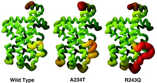 Mutated Receptors Show Increased Observed B Values The structural mobility is depicted in the wild-type and mutated TR models as measured by B values. In the helical representations of the three LBDs, trace thickness and color range represent experimental mean of the B value range. Sections with lower B value are thinner and colored in green; conversely, sections with higher B value are thicker and red in color. B values were scaled using residues 270–440 in each individual LBD structure.