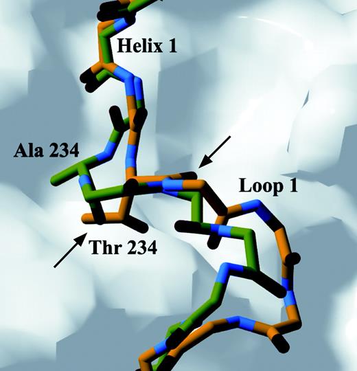 Structural Changes in Loop 1 and Helix 1 of A234T TRβ Mutant Conformations of A234T mutant (carbon atoms in yellow) and wild-type (carbon atoms in green) regions of TRβ LBD are superimposed. Substitution of Ala 234 by a Thr residue pushes loop 1 away from the native position. The position of the main chain of Thr 234 is significantly altered compared with Ala 234 in wild type as indicated by the black arrows, thus decreasing the length of helix 1 by one residue. Red and blue atoms represent oxygen and nitrogen, respectively. The body of the receptor is represented as a molecular surface calculated with a 1.4-Å probe.