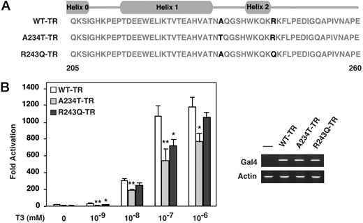 Impaired Helix Assembly in Both A234T and R243Q TRβ Mutants A, Amino acid sequence of the N-terminal domain of TRβ and mutants used in the assembly assays is provided with the positions of α-helices shown. B, Association of the N-terminal region of TRβ wild-type (WT) and A234T and R243Q mutant LBDs with the remainder of the LBD was tested in a mammalian two-hybrid experiment using human liver HEP-G2 cells. WT-TRβ, A234T-TRβ, and R243Q-TRβ mutants, respectively, fused to Gal4 binding domain were cotransfected with the activation domain VP16 fused to TRβ helices 2–12, and the Gal4-responsive luciferase reporter pGAL-RE-TK in Hep-G2 cells for 48 h. Twenty-four hours after transfection, increasing amounts of T3 (10−9, 10−8, 10−7, 10−6m) were added to cells for an additional 24 h. Assembly was significantly impaired in the A234T-TRβ mutant (P < 0.01 for 1 nm, 10 nm, 100 nm, and P < 0.05 for 1 mm, paired t test); statistical analysis was performed on three independent experiments. For the R243Q-TRβ mutant, assembly was statistically reduced at 1 nm and 100 nm, P < 0.05, but not at 10 nm or 1 mm, paired t test. Results from one transfection experiment are shown in panel B with error bars showing sd. Expression levels of Gal4-WT-TRβ, Gal4-A234T-TRβ, and Gal4-R243Q-TRβ mutants constructs used in panel B were monitored by RT-PCR using primers for the Gal4 DBD present in all constructs. Levels of actin transcripts are also shown to control for sample variation. RT-PCR results for all three constructs transfected are shown in the right lower panel.