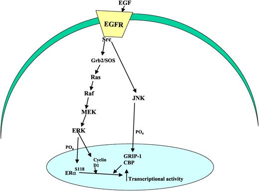 EGFR通过MAPK级联GRIP-1（糖皮质激素受体相互作用蛋白）信号传导激活ER或协同调节蛋白；CBP、cAMP反应元件结合蛋白。