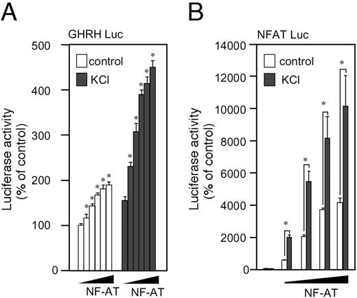Overexpression of NFAT Enhances the Transcription Activity of GHRH or NFAT-Responsive Genes A, Gsh+/+ cells were transfected transiently with GHRH-Luc and without (empty plasmid), or with increasing doses of human NFAT1c expression vector (2.4, 12, 42, and 60% vs. GHRH-Luc plasmid). The total amount of the expression vector was adjusted to be the same among the groups using the empty plasmid. Sixteen hours later, the cells were treated with KCl (80 mm) for the subsequent 5 h, and then lysed for luciferase assay. B, A similar experiment was carried out using NFAT-responsive luciferase reporter plasmid instead of GHRH-Luc. *, P < 0.05 vs. corresponding control.