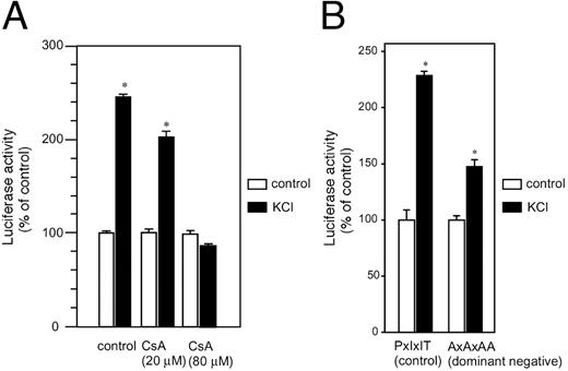 Involvement of Calcium/Calcineurin/NFAT System in Depolarization-Induced Activation of GHRH Gene A, Gsh+/+ cells were transfected transiently with GHRH-Luc, preincubated with/without cyclosporin A (CsA; 20 or 80 μm), and then treated with KCl (80 mm) for 5 h. The cells were lysed and the 5′-promoter activity of GHRH gene was determined by luciferase assay. B, Gsh+/+ cells were transfected with 0.25 μg of GHRH-Luc and 2.5 μg of either the dominant-negative form of NFAT3 expression vector (AxAxAA) or control vector (PxIxIT) (8 ). The cells were then treated with KCl (80 mm) for 5 h, and assays were carried out as mentioned above. *, P < 0.05 vs. control.