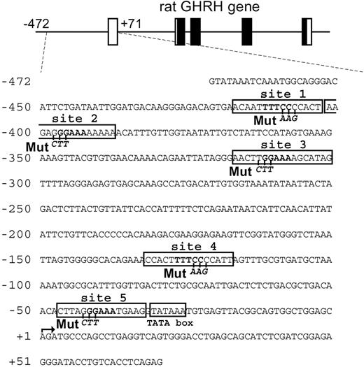 Nucleotide Sequence of Rat GHRH 5′-Promoter Used in this Study Putative NFAT binding sites containing the core motif (GGAAA or TTTCC, boxed) are designated as sites 1 to 5. “Mut” shows the location of site-directed mutagenesis used in the subsequent studies.