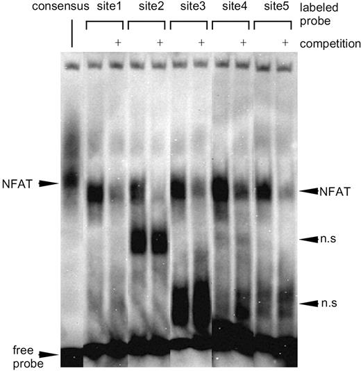 EMSA of the NFAT Binding in the Rat GHRH Promoter A probe containing the consensus NFAT-binding sequence located in the rat insulin I gene and the probes corresponding to sites1 to 5 were biotin-labeled and incubated with the whole cell lysate extracted from the NFAT-overexpressed Gsh+/+ cells, followed by electrophoresis (see Materials and Methods). Competition experiments were carried out using 500-fold molar excess of the unlabeled probe.