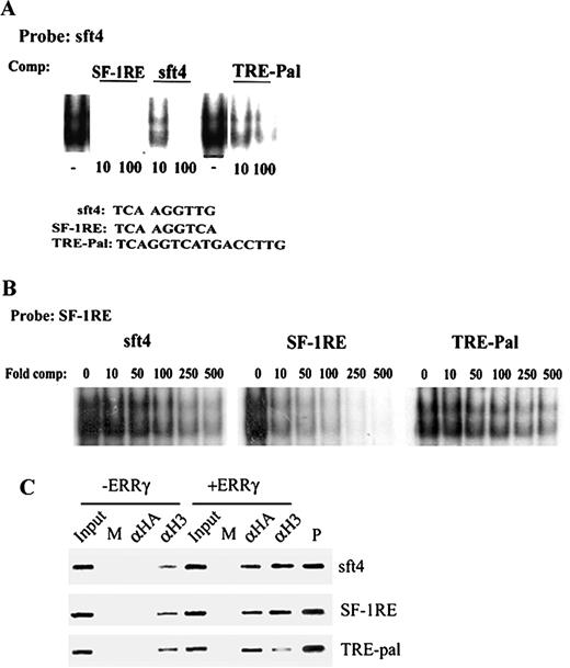 ERRγ Binds but Fails to Activate a TRE-pal A, Purified GST-ERRγ was incubated with end-labeled sft4 oligonucleotide, and the sft4-ERRγ complexes were competed with 10- or 100-fold molar excess of oligonucleotides corresponding to sft4, SF-1RE, or TRE-pal. B, Purified GST-ERRγ was incubated with end-labeled SF-1RE and competed with 0, 10-, 50-, 100-, 250-, or 500-fold molar excess of unlabeled sft4, SF-1RE, or TRE-pal. The resulting complexes were resolved by 5% nondenaturing PAGE and visualized by autoradiography. The competition assays were also repeated with in vitro transcribed and translated ERRγ with similar results. C, Cos-7 cells were transfected with sft4, SF-1RE, or TRE-pal with or without HA ERRγ as indicated in the figure. After cross-linking with 1% formaldehyde, soluble chromatin was prepared from the cells and incubated with preimmune serum (M), anti-HA (αHA), or antiacetylated H3 (αH3) antibodies. After immunoprecipitation the chromatin templates were purified and PCR amplified using primers flanking sft4, SF-1RE, or TRE-pal. Input indicates 5% of the total chromatin used for each immunoprecipitation, and plasmid control is indicated. Representative figures from three independent experiments are shown, and the data were highly reproducible.