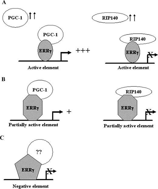 Model for DNA- and Coregulator-Dependent Transcription by ERRγ Induction of PGC-1 or RIP140 differentially regulates ERRγ activity on active, partially active, or inactive ERRγ-response elements owing to the DNA-dependent structural alterations of the ERRγ. See Discussion for further explanations.