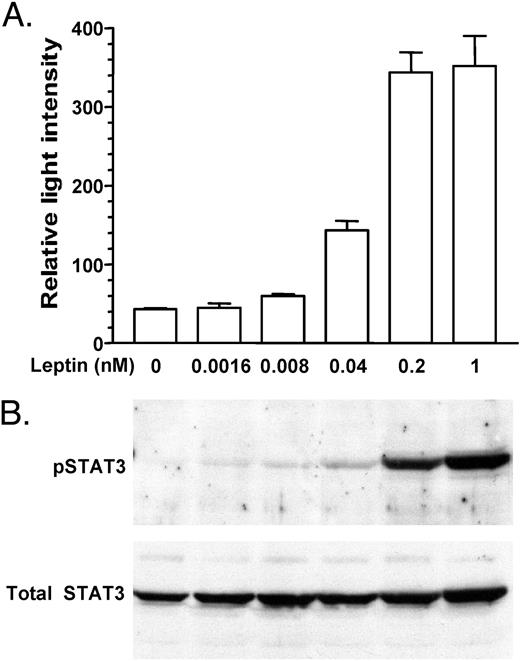 Dose-Dependent Activation of STAT3-luc Activity (A) and STAT3 Tyrosine Phosphorylation (B) by Leptin in OB-Rb HEK293 Stable Cell Lines The concentrations of leptin added to cells are indicated, with luciferase activity shown above, and pSTAT3 and total STAT3 levels below the concentration of leptin used.
