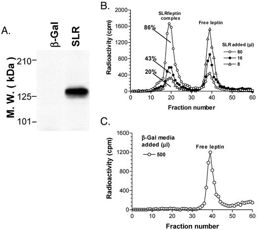 Generation of SLR by Adenoviral Overexpression (A) and Determination of the Percentage of Free and Bound Leptin in Solution by FPLC (B and C) In panel A, Ad-β-Gal (β-Gal) or Ad-OB-Re (SLR) was used to infect HEK293 cells. Supernatant (10 μl) was loaded per lane and blotted with an OB-R-specific antibody (31 ). In panel B, a fixed amount of leptin was incubated with different volumes of conditioned media containing adenovirally generated SLR. With increasing amounts of SLR present, peak sizes of leptin-SLR complex increase (percentage size of each bound leptin peak indicated by numbers) whereas those of free leptin decrease. Panel C shows the absence of leptin binding activity in conditioned media of control virus-infected cells. An excess volume (500 μl) of conditioned media from cells infected with Ad-β-Gal was incubated with [125I]leptin and loaded onto the same gel filtration column. No additional leptin binding activity is observed.