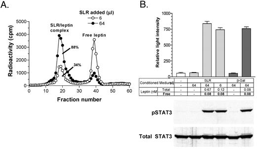 SLR-Leptin Complex Does Not Interfere with OB-Rb Signaling by Free Leptin A, Gel filtration profile of leptin-SLR complexes used to activate OB-Rb HEK293 cells. There are 34% and 88% bound leptin in each sample, containing the same concentration of free leptin (0.08 nm) but different concentrations of leptin-SLR complex, so that total leptin concentration is 0.12 nm and 0.67 nm, respectively. B, Samples as shown in panel A containing the same concentration of free leptin (indicated in bold, final concentration 0.08 nm) but different amounts of leptin-SLR complex were added to OB-Rb HEK293 cells. Supernatant of cells infected with Ad-β-Gal was added to OB-Rb HEK293 cells alone or with the addition of 0.08 nm leptin as negative and positive controls. A different preparation of SLR was used to perform the experiment in Fig. 5 than that used in Fig. 4; thus the volume of SLR added varied between the two figures. STAT3-luc activity and levels of pSTAT3 and total STAT3 were determined as in Fig. 4.