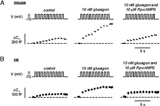 Glucagon Potentiates Exocytosis in Pancreatic α-Cells A, Increases in membrane capacitance in single mouse α-cells. Exocytosis was evoked by a train of ten 500-msec depolarizations from −70 mV to 0 mV applied at 1 Hz and performed using the perforated patch technique under control conditions, in the presence of 10 nm glucagon and in the simultaneous presence of glucagon and 10 μm Rp-8-Br-cAMPS. B, Same as in A but the experiments were conducted using rat α-cells. Traces shown in A and B represent continuous recordings from the same mouse or rat α-cell, respectively.