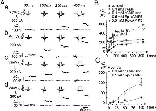 cAMP Potentiates Depolarization-Evoked Exocytosis in Mouse Pancreatic α-Cells A, Depolarizations from −70 mV to 0 mV lasting 5–850 msec were applied to single mouse α-cells under control conditions (a); after inclusion of 0.1 mm cAMP in the intracellular medium (b); in the simultaneous presence of 0.1 mm cAMP and 0.5 mm Rp-cAMPS (c); and in the presence of 0.5 mm Rp-cAMPS alone (d). The experiments were performed using the standard whole-cell configuration of the patch-clamp technique. For clarity only the Ca2+ currents and the increases in membrane capacitance evoked by the 30-, 100-, 250-, and 450-msec depolarization are shown for each of the three different conditions. Different cells were used in traces a–d, but any series of recordings were made on the same cell. B, Relationship between pulse duration (t) and increase in membrane capacitance (ΔCm) under control conditions (black squares), in the presence of 0.1 mm cAMP (gray circles), in the presence of both 0.1 mm cAMP and 0.5 mm Rp-cAMPS (white triangles) and in the presence of Rp-cAMPS alone (gray triangles). The curves were derived by fitting equation 1 to the mean values of the data points for t ≤ 450 ms. The dotted lines were achieved by linear approximation between the ΔCm value at t = 350 msec to the ΔCm value at t = 850 msec. Data are mean values of 24, 27, 14, and 4 experiments under control conditions, in presence of cAMP, in the simultaneous presence of cAMP and Rp-cAMPS and in the presence of Rp-cAMPs alone, respectively. a, P < 0.05; b, P < 0.001 for comparisons between cAMP and control. c, P < 0.05 and d, P < 0.001 for comparisons between the combination of cAMP and Rp-cAMPS and control. e, P < 0.05; and f, P < 0.001 for comparisons between cAMP and the combination of cAMP and Rp-cAMPS. C, Same as in B but highlighting the Rp-cAMPS-resistant component by showing data obtained under control conditions (absence of cAMP) and in the simultaneous presence of cAMP and 0.5 mm Rp-cAMPS using an expanded horizontal axis.
