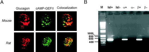cAMP-GEFII Is Expressed in Both Mouse and Rat α-Cells A, Distribution of glucagon (red, left) and cAMP-GEFII (EPAC) immunoreactivity (green, middle) and colocalization of the two (yellow, right) in a mouse (upper) and a rat α-cell (lower). Scale bars: 2 μm. B, RT-PCR analyses of cAMP-GEFII expression in rat islets (isl) and FACS purified rat α- and β-cells as indicated. In the negative control reactions (−), reverse transcriptase was omitted. PCR products were analyzed on 1% agarose gels and bands of the predicted size (554 bp) were obtained after 36 amplification cycles. A molecular weight standard (M) is shown to the left.