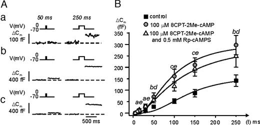 A cAMP-GEFII Agonist Stimulates Exocytosis in α-Cells A, Depolarizations (5–250 msec) from −70 mV to 0 mV were applied to single mouse α-cells (only 50 msec and a 250-msec shown for clarity) under control conditions (a); in the presence of 100 μm 8CPT-2Me-cAMP (b); and in the simultaneous presence of 8CPT-2Me-cAMP and 0.5 mm Rp-cAMPS (c). B, Relationship between pulse duration (t) and increase in membrane capacitance (ΔCm) under control conditions (black squares), in the presence of 100 μm 8CPT-2Me-cAMP (gray circles) and in the simultaneous presence of 8CPT-2Me-cAMP and 0.5 mm Rp-cAMPS (white triangles). Data are mean values ± sem of seven to 24 experiments. a, P < 0.05; b, P < 0.01; and c, P < 0.001 for comparison between 8CPT-2Me-cAMP and control; d, P < 0.05; and e, P < 0.01 for comparison of the combination of 8CPT-2Me-cAMP and Rp-cAMPS with control.
