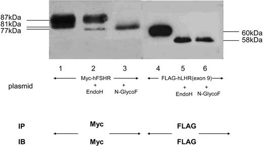Glycosylation Condition of Myc-hFSHR and FLAG-hLHR(Exon 9) HEK293 cells expressing either Myc-hFSHR or FLAG-hLHR(exon 9) were solubilized in detergent and were incubated in the absence (−) or presence (+) of either EndoH or N-GlycoF as described in Materials and Methods. After incubation, each sample was immunoprecipitated, resolved by 7.5% reducing SDS-PAGE, transferred to a PVDF membrane, and confirmed with either anti-c-Myc or M2 anti-FLAG antibody. The blot is representative of three independent experiments. IP, Immunoprecipitation; IB, immunoblot.