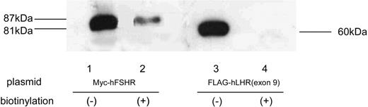 Biotinylation of Myc-hFSHR and FLAG-hLHR(Exon 9) HEK293 cells were transiently transfected with Myc-hFSHR or FLAG-hLHR(exon 9). The cell surface proteins were covalently modified with biotin, and lysates were prepared, immunoprecipitated with anti-c-Myc or M2 anti-FLAG antibody, and resolved by SDS-PAGE. After electrophoretic blotting, the biotinylated proteins were visualized using HRP-labeled streptavidin and ECL-Plus as described in Materials and Methods. Myc-hFSHR or FLAG-hLHR(exon 9), which were not biotinylated, were visualized as in Fig. 1.