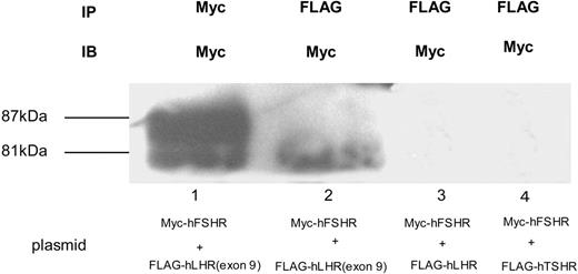Detection of Myc-hFSHR Association by Immunoblotting and Coimmunoprecipitation HEK293 cells coexpressing both Myc-hFSHR and FLAG-hLHR(exon 9) (lanes 1 and 2) or both Myc-hFSHR and FLAG-hLHR (lane 3), or both Myc-hFSHR and FLAG-hTSHR (lane 4) were solubilized as described in Materials and Methods, immunoprecipitated (IP) with anti-c-Myc –antibody (lane 1) or anti-FLAG-antibody (lanes 2–4), and resolved by 7.5% reducing SDS-PAGE. After being transferred to a PVDF membrane, each sample was confirmed with anti-c-Myc-antibody (IB). The blot is representative of three independent experiments. IP, Immunoprecipitation.