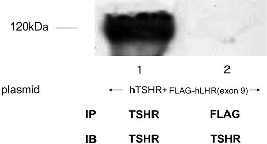 Coimmunoprecipitation of hTSHR and FLAG-hLHR(Exon 9) HEK293 cells coexpressing both hTSHR and FLAG-hLHR(exon 9) were solubilized as described in Materials and Methods, immunoprecipitated (IP) with anti-c-TSHR-antibody (lane1) or anti-FLAG-antibody (lane 2), and resolved by 7.5% reducing SDS-PAGE. After being transferred to a PVDF membrane, confirmed with anti-c-TSHR-antibody (IB). The blot is representative of three independent experiments.