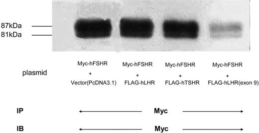 Expression of Myc-hFSHR Coexpressed with Other GPCRs HEK293 cells were transiently transfected with either Myc-hFSHR alone (lane 1) or both Myc-hFSHR and FLAG-hLHR (lane 2), Myc-hFSHR and FLAG-hTSHR (lane 3), or Myc-hFSHR and FLAG-hLHR(exon 9) (lane 4). Cells were solubilized as described in Materials and Methods, immunoprecipitated (IP) with anti-c-Myc-antibody, and resolved by 7.5% reducing SDS-PAGE. After being transferred to a PVDF membrane, confirmed with anti-c-Myc antibody to detect the expression of Myc-hFSHR. The blot is representative of three independent experiments. IB, Immunoblot.