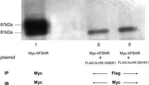 Detection of Myc-hFSHR Association with Other Misfolded hLHR Mutants by Immunoblotting and Coimmunoprecipitation HEK293 cells expressing Myc-hFSHR alone (lane 1), or HEK293 cells coexpressing Myc-hFSHR and FLAG-hLHR(A593P) (lane 2), or HEK293 cells coexpressing Myc-hFSHR and FLAG-hLHR(S616Y) (lane 3) were solubilized as described in Materials and Methods, immunoprecipitated (IP) with anti-c-Myc antibody (lane 1) or anti-FLAG-antibody (lanes 2 and 3), and resolved by 7.5% reducing SDS-PAGE. After being transferred to a PVDF membrane, confirmed with anti-c-Myc-antibody (IB). The blot is representative of three independent experiments.