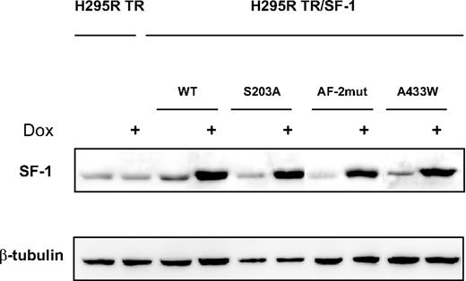 An Inducible Cellular System for SF-1 Overexpression in Human Adrenocortical Cells SF-1 expression is activated by doxycycline (Dox) treatment (1 μg/ml for 72 h) in H295R TR/SF-1 WT, S203A, AF-2mut, and A433W cells but not in parental H295R TR cells. β-Tubulin expression is shown as a control.