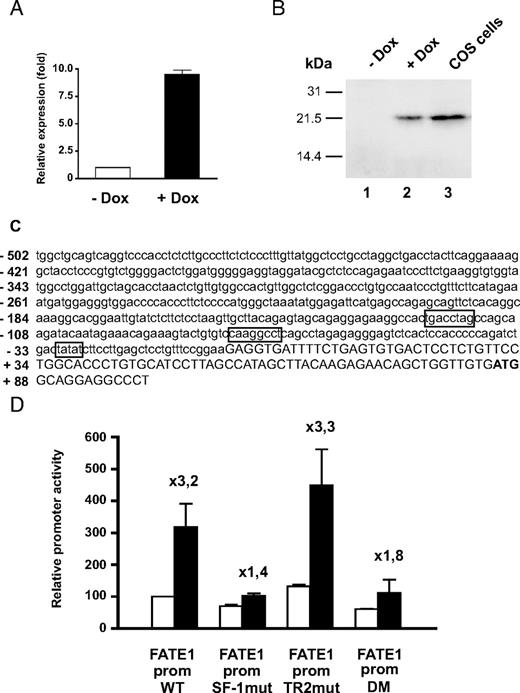 FATE1 Is Up-Regulated by Increased SF-1 Dosage in H295R TR/SF-1 Cells through a Consensus SF-1 Binding Site Present in Its Promoter A, Relative FATE1 mRNA expression in H295R TR/SF-1 cells cultured in basal conditions or with doxycycline (Dox; 1 μg/ml) added in the culture medium. Cells cultured in triplicate wells were assayed after 3 d of culture. FATE1 mRNA levels are expressed relative to the quantity present in cells cultured in basal conditions. B, FATE1 protein expression in H295R TR/SF-1 cells cultured in basal conditions (lane 1), in the presence of doxycycline (Dox; 1 μg/ml) for 3 d (lane 2) and in COS cells transfected with a FATE1 expression vector. Heavy membrane fractions were purified and assayed for FATE1 expression by immunoblot. C, Nucleotide sequence of the FATE1 promoter. The TATA sequence, consensus SF-1 binding site, and nuclear receptor half-site are boxed. The sequence after the transcription start site is in uppercase. The ATG encoding Met1 in the protein is in bold. D, Activity of WT and mutant FATE1 promoter-luciferase constructs in H295R TR/SF-1 cells cultured in basal conditions (white bars) or with doxycycline (1 μg/ml; black bars) added in the culture medium. DM, Double mutant harboring both SF-1 consensus and nuclear receptor half-site mutations; prom, promoter; SF-1mut, SF-1 consensus binding site mutant; TR2mut, nuclear receptor half-site mutant. Fold induction of construct activity after increase of SF-1 dosage is indicated.