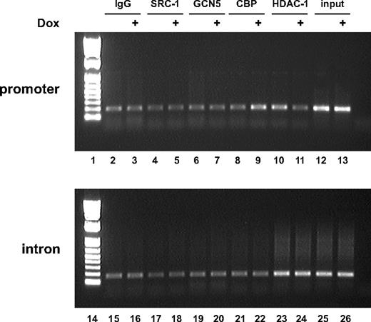 Different Cofactors Are Differentially Recruited to the FATE1 Promoter in Conditions of Increased SF-1 Dosage ChIP assay showing cofactors recruitment to the FATE1 promoter (lanes 2–13) and to the second intron of the gene (lanes 15–26) in H295R TR/SF-1 cells cultured in basal conditions (lanes 2, 4, 6, 8, 10, 12, 15, 17, 19, 21, 23, and 25) or treated with doxycycline (Dox; 1 μg/ml) to induce SF-1 expression (lanes 3, 5, 7, 9, 11, 13, 16, 18, 20, 22, 24, and 26). Input (lanes 12, 13, 25, and 26), 1:10 input chromatin. ChIP were performed using rabbit IgG as a control (lanes 2, 3, 15, and 16) or anti-SRC-1 (lanes 4, 5, 17, and 18), anti-GCN5 (lanes 6, 7, 19, and 20), anti-CBP (lanes 8, 9, 21, and 22), and anti-HDAC1 (lanes 10, 11, 23, and 24) antibodies. Lanes 1 and 14, Molecular weight markers.
