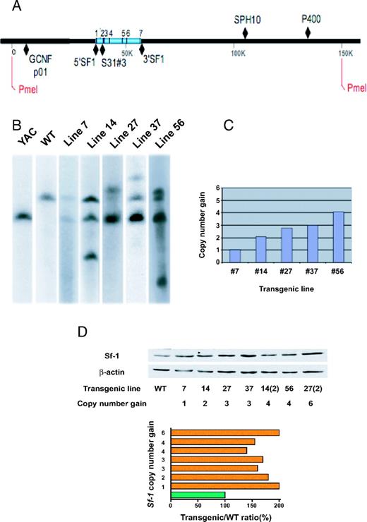 Characterization of Sf-1 TR Mouse Lines A, AA, A large restriction fragment containing 156 kb of Sf-1 encoding and flanking sequences was generated by PmeI digestion and analyzed by Southern blotting using several probes located across the fragment. The positions of Sf-1 exons, PmeI restriction sites, and probes GCNFp01, 5′SF1, S31#3, 3′SF1, SPH10, and P400 are indicated. B, Evaluation of TR Sf-1 copy number in various TR mouse lines. Genomic DNA fragments in different TR mouse lines were revealed by radiolabeled 5′SF1 probe. C, Numbers of TR copies in lines 7, 14, 27, 37, and 56 were quantified by densitometry taking the signal derived from the endogenous mouse Sf-1 gene as a reference. D, Immunoblot showing Sf-1 protein levels in adrenals of mice from TR mice from lines 7, 14, 27, 37, homozygous 14, heterozygote 56, and homozygote 27. Copy number gain is indicated for each TR line. Data were quantified (histogram) by densitometry after normalization by β-actin levels. Data are expressed as TR/WT Sf-1 ratio.