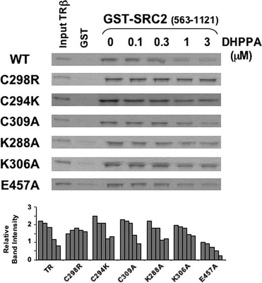 Mutation at Cys298 But Not at Cys309 Uniquely Abolishes DHPPA Action Two SDS-PAGE gels showing quantities of in vitro-translated T3-liganded wild-type (WT) TRβ or mutant TRs retained in pull-down assays using bacterially expressed GST-SRC2 (amino acids 563-1121) at 3 μg per assay in the presence of increasing concentrations (micromolar) of DHPPA.
