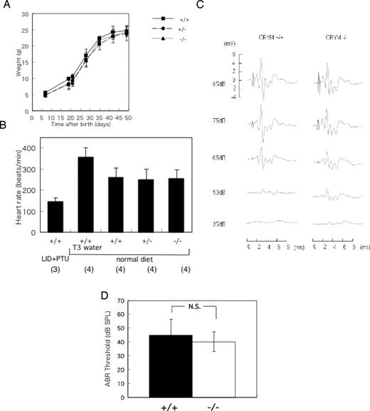 Phenotype of CRYM−/− Mice A, Growth rate of CRYM+/+, CRYM+/−, and CRYM−/− mice. The data represent mean of three or four male mice ± sd. B, Heart rate of the CRYM+/+, CRYM+/−, and CRYM−/− mice. Male mice (3 wk old) were anesthetized and recorded by the electrocardiogram. The data obtained from CRYM+/+ mice treated with low-iodide diet plus 0.1% PTU (LID+PTU) and 1 mg/ml water ad libitum (T3 water) were shown in the first and second column, respectively. Numbers in parentheses indicate numbers of animals studied. C, Auditory-evoked brainstem response in CRYM+/+ and CRYM−/− mice. The chimeric mouse was mated to 129Sv mice and then back-crossed six times into the same strain, diluting the C57BL6 background. Male mice (6 wk old) were used in this study. The representative data were shown. D, The thresholds of CRYM−/− mice were not significantly different from CRYM+/+ mice. The data were obtained from 6-wk-old male mice. ABR waveforms were recorded in 5- to 10-dB intervals down from a maximum amplitude of 85 dB until no waveform could be visualized. A threshold was defined as the minimal stimulus level that gave a recognizable waveform on a normalized scale. The data represent mean ± sd of six determinations. N.S., Not significant; SPL, sound pressure level; LID, low-iodide diet. P = 0.4178.