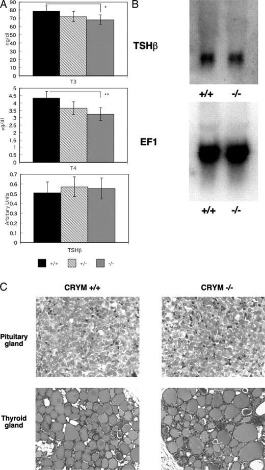 Hormonal Aspects of CRYM−/− Mice A, Serum concentrations of T3 and T4 and the expression of TSHβ mRNA in 3-wk-old male mice. After blood was drawn for the measurement of thyroid hormone, mice were anesthetized with ketamine/xylazyne. The pituitary glands were removed and the total RNA was extracted. The TSHβ and β-actin were quantitated by PCR. All values corrected by the amount of β-actin. Columns indicated mean ± sd from six individual determinations. *, P < 0.05; **, P < 0.01. B, Northern blotting of TSHβ expression in the pituitary glands obtained from CRYM+/+ and CRYM −/− mice. Male mice (6 wk old) were used. Total RNA (10 μg) obtained from six mice was loaded and hybridized with labeled TSHβ or EF1 as an internal control. C, Histology of the pituitary gland and the thyroid gland in CRYM+/+ and CRYM−/− mice. Male mice (8 wk old) were used. Sections were stained with hematoxylin and eosin. The pituitary glands in CRYM +/+ and CRYM−/− mice were shown in left upper panel and right upper panel, respectively. The thyroid glands in CRYM +/+ and CRYM−/− were shown in left lower panel and right lower panel, respectively. There are no apparent differences in both tissues in both genotypes.