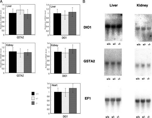 The Expressions of Gsta2 and Dio1 mRNA in Liver, Kidney, and Heart of CRYM+/+, CRYM+/−, and CRYM−/− Mice A, Tissues were removed after saline infusion. From each tissues, 50 mg was homogenized and the total RNA was extracted. From each purified total RNA, 20 ng was used for reverse transcription. The mRNAs of Gsta2 and Dio1 were quantitated by sequence detection system. All values were corrected by the amount of 18s rRNA. The columns indicate mean ± sd from four individual determinations. The expression level of Gsta2 in heart was too low to measure in this system. B, Northern blotting of Dio1 and Gsta2 expressions in liver and kidney obtained from CRYM+/+. CRYM+/−, and CRYM−/− mice. Male mice (6 wk old) were used. Total RNA (20 μg) obtained from the tissues in CRYM+/+, CRYM+/−, or CRYM−/− mice was loaded and hybridized with labeled Dio1 or Gsta2. EF1 was used as an internal control.