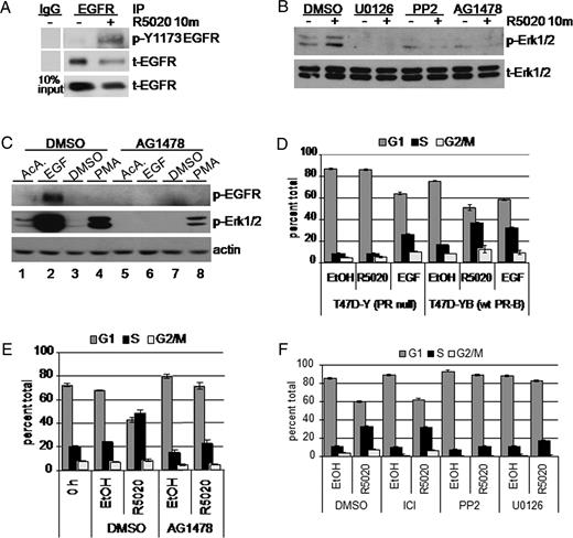 Progestins Induce Rapid Activation of EGFR Upstream of Erk1/2 MAPK A, Serum-starved T47D cells stably expressing wt PR-B (T47D-YB) were treated with R5020 (10 min). EGFR in whole-cell lysates was immunoprecipitated (IP). Immune complexes were subjected to Western blotting with phospho-Tyr 1173 Ab. Membranes were stripped and reprobed to detect total EGFR in each IP and lysates (10% input). IgG was included as a specificity control for IP-specific Ab. B, T47D-YB cells were pretreated with DMSO vehicle control, U0126, PP2 (10 μm each), or AG1478 (1 μm) for 30 min before addition of R5020 or EtOH for 10 min. Western blotting of whole-cell lysates was performed to detect phospho (p-) and total (t-) Erk1/2 MAPK. C, Serum-starved T47D-YB cells were incubated with DMSO or AG1478 for 30 min, followed by EGF (10 min) or PMA (30 min). Cell lysates were subjected to Western blotting as above; actin blots indicate equal protein loading. D, Triplicate cultures of PR-null (T47D-Y) or wt PR-B (T47D-YB) expressing cells were grown in the absence of steroid hormones for 48 h. After 18 h treatment with EtOH vehicle control, R5020, or EGF, cells were fixed and stained with propidium iodide. DNA content was measured by flow cytometry. Bars indicate percentage of cells in the indicated phase of the cell cycle: G1 (dark gray), S (black), G2/M (light gray); error bars represent sd (n = 3). E, Steroid-starved T47D-YB cells were pretreated for 30 min with DMSO vehicle control or AG1478 (10 μm), followed by 18 h of treatment with R5020 or EtOH vehicle control and analyzed as above. F, Steroid-starved T47D-YB cells were pretreated with vehicle control and the ER antagonist ICI 182,780 (0.10 μm) or PP2 or U0126 (10 μm each), treated with or without R5020 for 18 h, fixed with EtOH, and stained with propidium iodide. Bars indicate percentage of cells in the indicated phase of the cell cycle: G1 (dark gray), S (black), G2/M (light gray): error bars represent sd (n =3). All experiments were repeated at least three times with similar results.