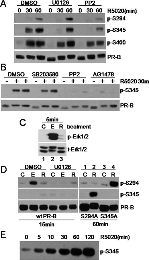 Rapid Progestin-Induced PR Signaling Induces Ser345 PR-B Phosphorylation A, T47D-YB cells were pretreated with DMSO, U0126, or PP2, followed by 0, 30, or 60 min of treatment with R5020. Cell lysates were subjected to Western blotting using phospho-Ser294, -Ser345, or -Ser400 or total PR Ab. Care was taken with exposure times, Ab concentrations, and negative control mutant S294A PR-B (50 ) to avoid cross-reactivity with purchased monoclonal phospho-Ser294 Ab. B, T47D-YB cells were pretreated with inhibitors as above followed by a 30-min treatment with R5020. Whole-cell lysates were subjected to Western blotting using phosphospecific and total PR Ab. C, Western blots detected total and active Erk1/2 MAPKs in whole-cell lysates from T47D-YB cells treated with control (C), EGF (E), or R5020 (R) for 5 min. D, T47D cells stably expressing wt PR-B (left panel) or either S294A or S345A mutant PR-B (right panel) were treated as indicated. Whole-cell lysates were subjected to Western blotting with phospho-Ser294, phospho-Ser345, or total-PR Ab. Note the weak nonspecific band in lysates from cells stably expressing the S294A mutant PR-B probed with the phospho-Ser294 Ab (lanes 1 and 2). E, COS cells overexpressing wt PR-B were treated with R5020 for 0–120 min, and whole-cell lysates were Western blotted using PR Ser345 phosphospecific Ab. Experiments in A–D were conducted at least three times with similar results.