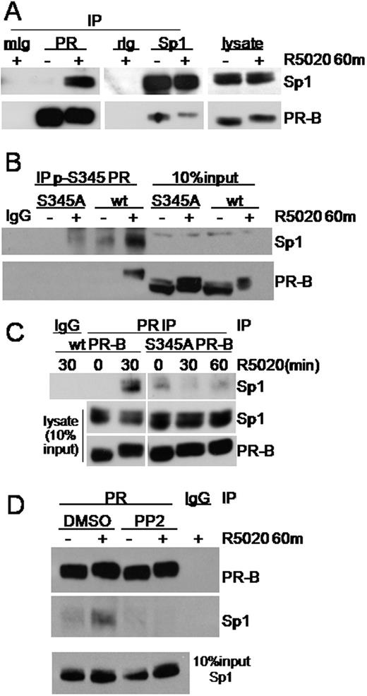 PR-B Interacts with Sp1 after c-Src/MAPK-Mediated PR Ser345 Phosphorylation A, PR or Sp1 was immunoprecipitated from whole-cell lysates of T47D-YB cells treated with EtOH or R5020 for 60 min. Immunoprecipitates were subjected to Western blotting using PR- or Sp1-specific Ab. IgG was included as a control for Ab specificity. Each lysate represents 10% of input. B, T47D cells stably expressing either wt PR-B or S345A PR-B were treated with R5020 for 60 min. Ser345 phosphorylated PR was immunoprecipitated from whole-cell lysates using phospho-Ser345-specific PR Ab. Immune complexes were subjected to Western blotting for Sp1 and total PR. Lysates represent 10% of IP input. IgG was included as a control for IP Ab specificity. C, PR was immunoprecipitated from whole-cell lysates of T47D cells stably expressing either wt or S345A PR-B as in B but using total PR Ab. Immunoprecipitations were subjected to Western blotting using specific Ab. D, T47D-YB cells were pretreated with DMSO or PP2 and then treated without or with R5020 for 60 min. PR was immunoprecipitated and subjected to Western blotting for Sp1 or PR. IgG was included to control IP Ab specificity. Lysate representing 10% IP input is shown. Experiments were repeated three to four times with similar results.