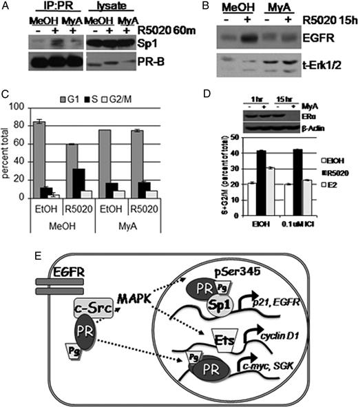 Sp1 DNA Binding Is Required for Progestin-Stimulated PR Tethering to Sp1, EGFR Up-Regulation, and S-Phase Entry A, PR was immunoprecipitated from whole-cell lysates of T47D-YB cells pretreated with MeOH vehicle control or mithramycin A (MyA, 0.4 μm) followed by EtOH or R5020 for 60 min. Immunoprecipitates were subjected to Western blotting with Sp1 or PR Ab. Lysate represents 10% IP input shown for Sp1 and PR. B, T47D-YB cells were treated without or with R5020 in the presence of vehicle control or R5020 for 15 h. EGFR was detected in whole-cell lysates using specific Ab. Total Erk1/2 was included as a loading control. C, Cell cycle analysis of T47D-YB cells treated for 18 h with R5020 in the presence of Sp1 inhibitor mithramycin A (MyA) or MeOH vehicle control. Bars indicate percentage of cells in G1 (dark gray), S (black), or or G2/M (light gray) phase of the cell cycle; error bars represent sd (n = 3). D, T47D-YB cells were treated with vehicle or mythramycin A (0.4 μm) for 1 or 15 h. Whole-cell lysates were subjected to Western blotting (upper panel) using total ERα Ab and β-actin as a loading control. Cell cycle analysis (lower panel) was conducted as in C except T47D-YB cells were pretreated for 45 min without (EtOH) or with ICI 182,780 (0.10 μm), followed by 18 h EtOH vehicle (dark gray bars), R5020 (black bars), or E2 (light gray bars). Bars indicate combined percentage of S+G2/M population of proliferating cells; error bars represent sd (n = 3). Results shown in A–D were repeated in at least three independent experiments. E, Integration of rapid PR signaling and nuclear transcription activity. Classically, ligand-activated PR dimers contact PRE in the promoter regions of target genes such as c-myc and SGK to initiate transcription. Progestin binding to PR-B also mediates nonclassical gene transcription through extranuclear rapid activation of the EGFR, c-Src, and Erk1/2 MAPK cascade to stimulate feed-forward phosphorylation of PR-B Ser345 phosphorylation. Ser345-phosphorylated PR tether to Sp1 to regulate EGFR and p21 transcription. Additionally, rapid Erk1/2 MAPK activation may regulate cyclin D1 transcription independently of PR transcriptional activity (25 ).