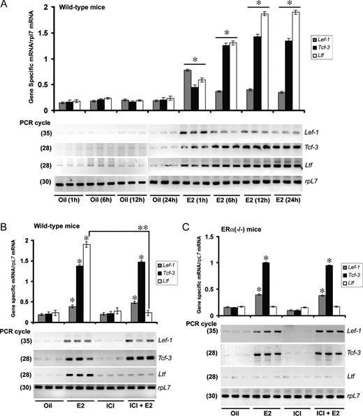 E2 Regulates Uterine Expression of Lef-1 and Tcf-3 mRNAs in Wild-Type and ERα(−/−) Mice, and This Expression Is Unresponsive to ICI A, Temporal effects of E2 in wild-type mice. Adult ovariectomized wild-type mice were given a single injection of E2 (100 ng/mouse) or oil (as vehicle control) and killed at indicated times. In this representative figure, independent preparations of total RNAs from three different mice were analyzed by comparative RT-PCR at indicated PCR cycle numbers to achieve linear amplification for genes of interest. Amplified DNA bands were visualized by ethidium bromide staining. B, Effects of ICI on E2-dependent regulation in wild-type mice. Adult ovariectomized wild-type mice were given an injection of oil, E2 (100 ng/mouse), ICI (500 μg/mouse), or ICI 30 min before an injection of E2 and killed 12 h after the last injection. Comparative RT-PCR analyses using three independent total RNA samples were as described in panel A. C, Effects of ICI on E2-dependent regulation in ERα(−/−) mice. Adult ovariectomized ERα(−/−) mice were given an injection of oil, E2 (100 ng/mouse), ICI (500 μg/mouse), or ICI 30 min before an injection of E2 and killed 12 h after the last injection. Comparative RT-PCR analyses using three independent total RNA samples were followed as described in Fig. 1A. All experiments in panels A–C were repeated at least three times. In the bar plots, the abundance of mRNAs for each gene expression was quantitated by analysis of band intensities using densitometric scanning and was corrected against rpL7. *, Values are statistically different (P < 0.05, Student’s t test) from the corresponding control groups. **, Statistically different between the compared groups (P < 0.05, Student’s t test).